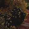 Black Mammoth Sunflower