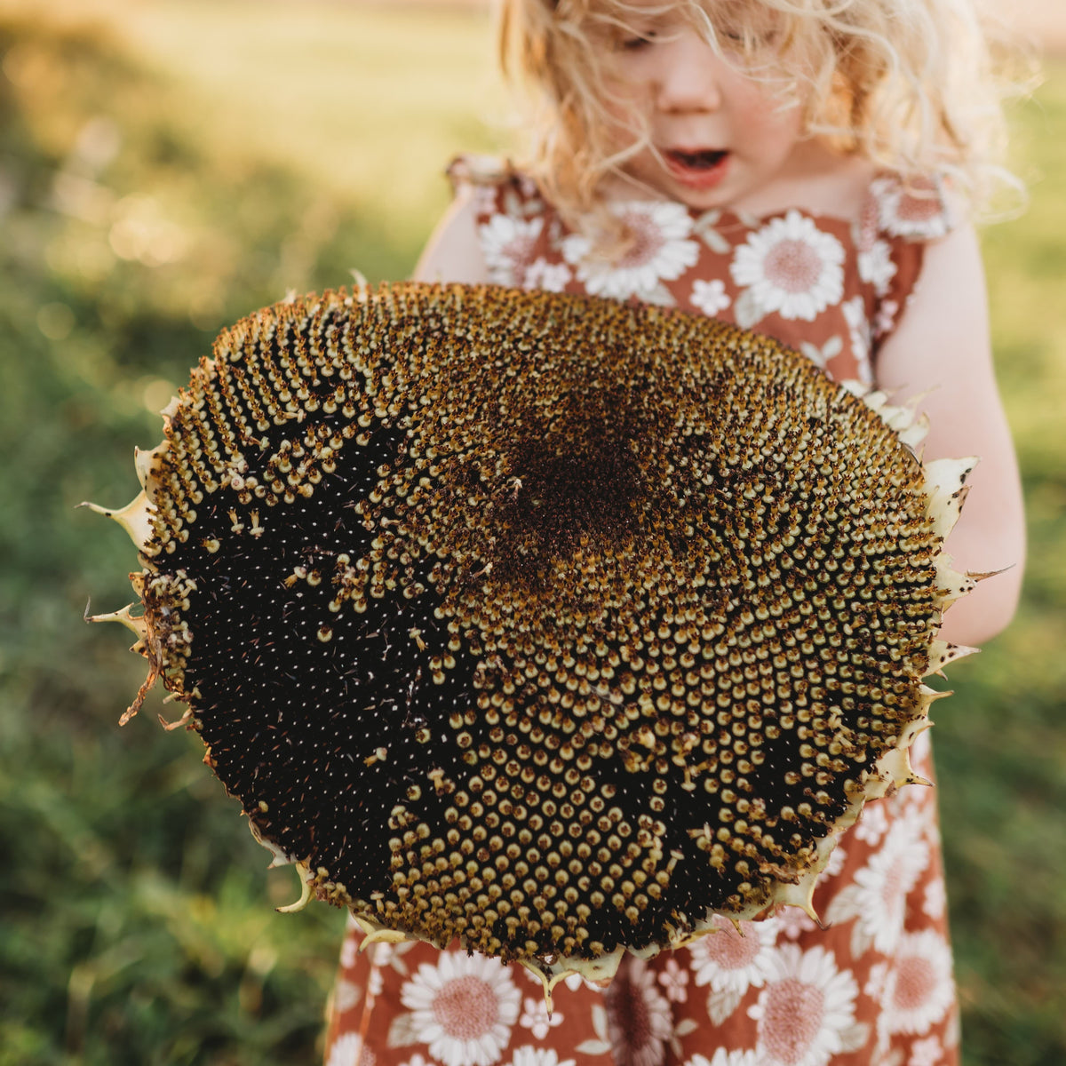 Black Mammoth Sunflower