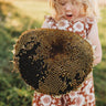 Black Mammoth Sunflower