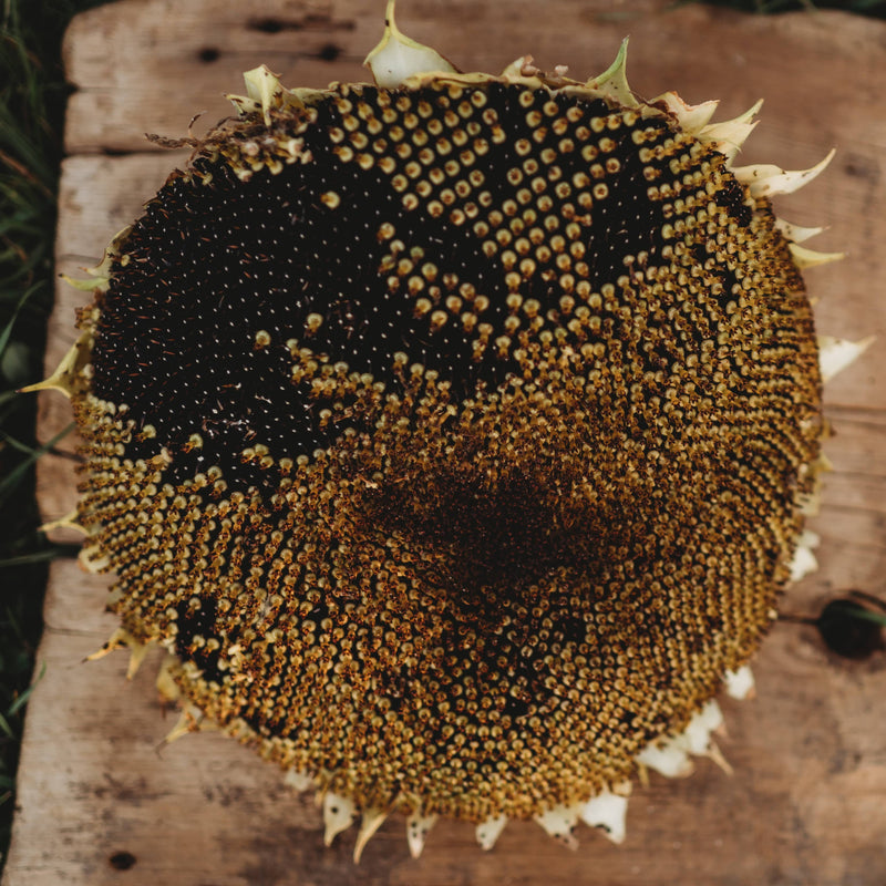 Black Mammoth Sunflower