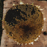 Black Mammoth Sunflower