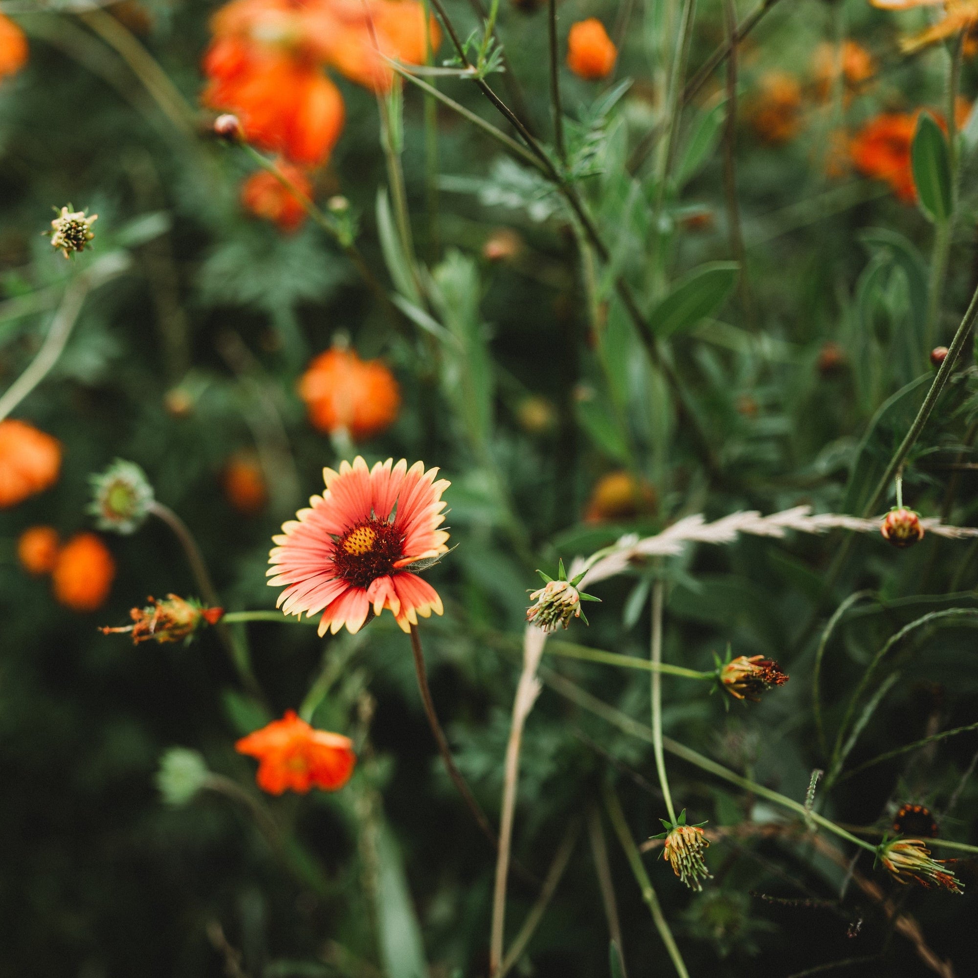 throw wildflower seeds Blanket Flower, Packet (100 Seeds)