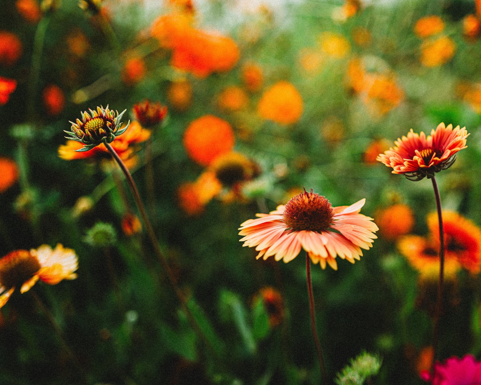 wildflower seed blankets Blanket Flower, Packet (100 Seeds)