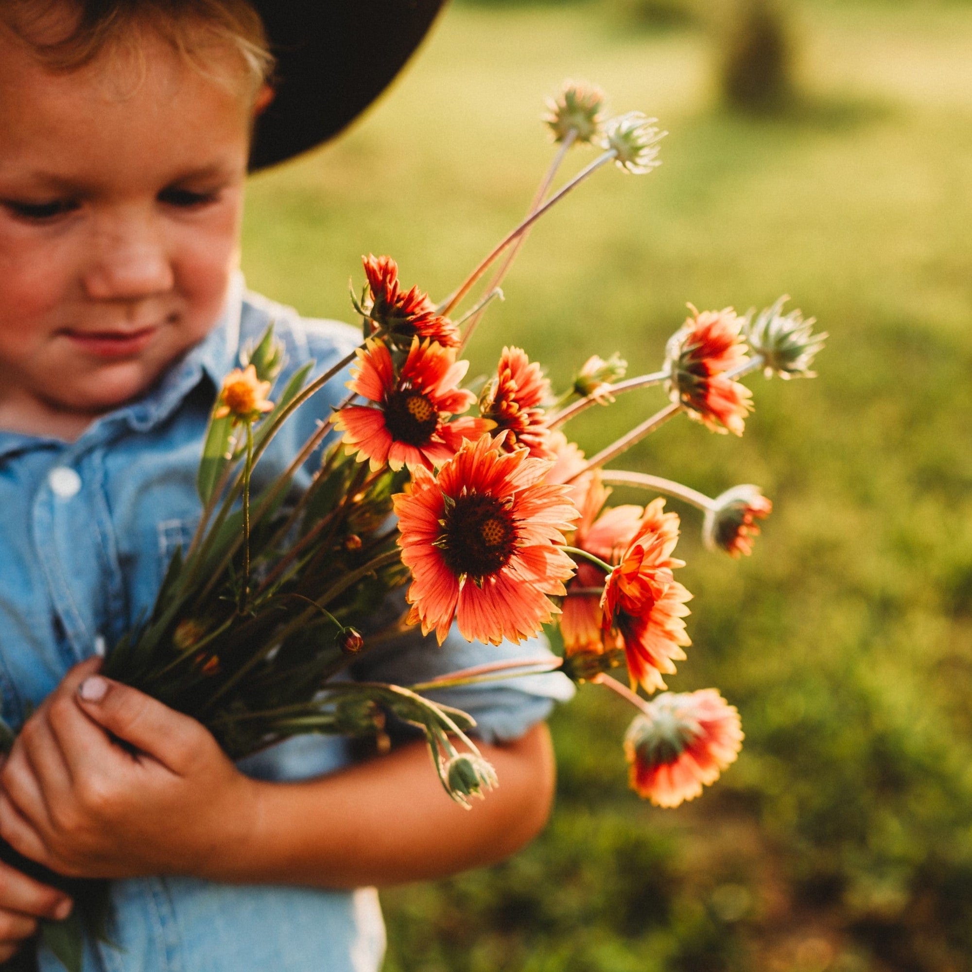 starting blanket flower from seed Blanket Flower Seeds