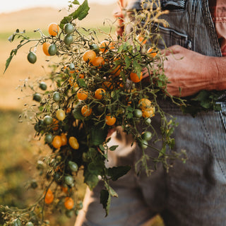 Blondkopfchen Cherry Tomato