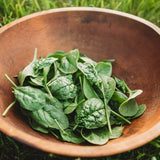 Bloomsdale Longstanding Spinach Seeds