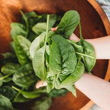Bloomsdale Longstanding Spinach Seeds