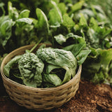 Bloomsdale Longstanding Spinach Seeds