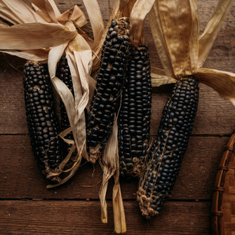 Blue Fox Flour Corn