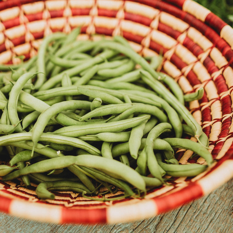 Blue Lake Bush 274 Snap/Green Bean