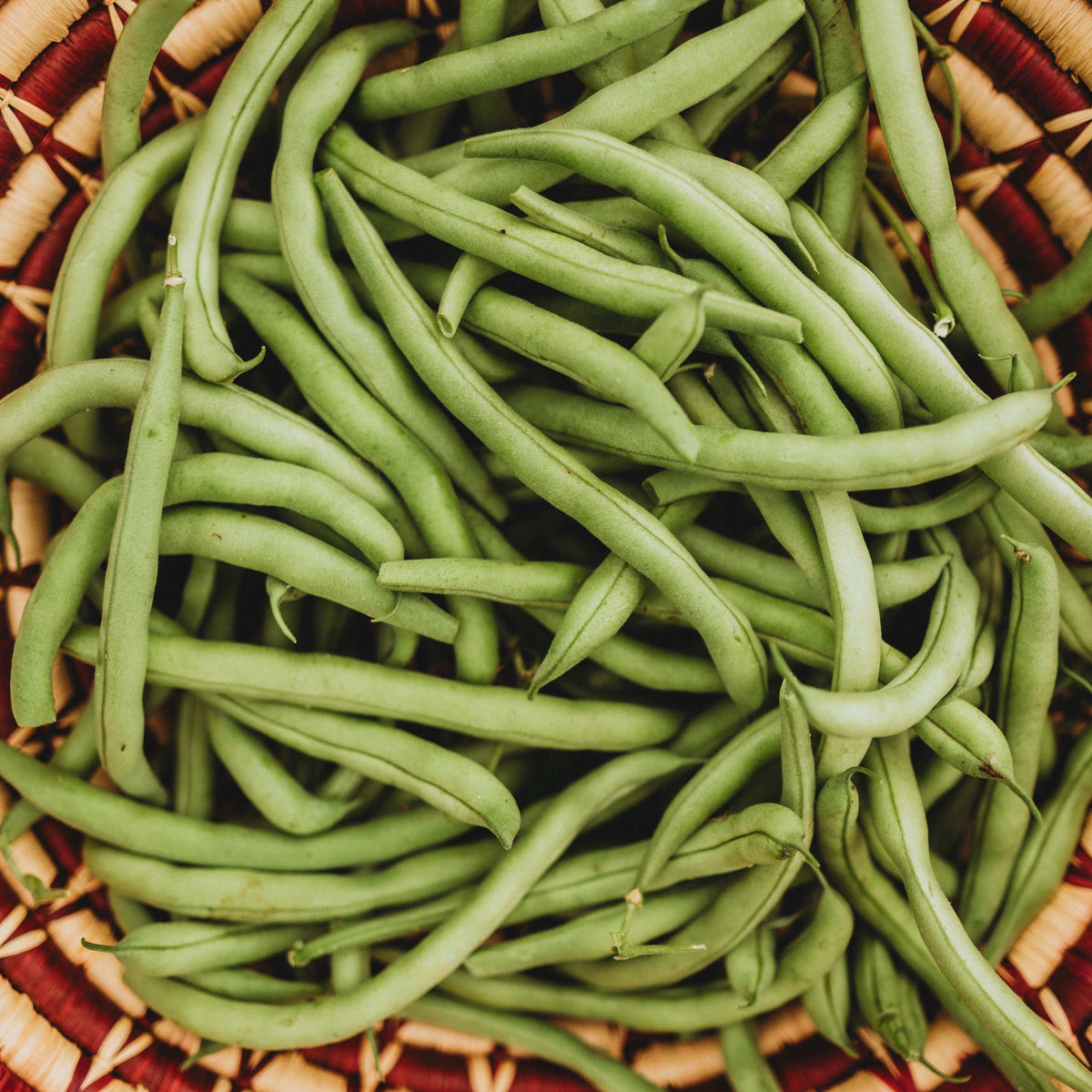 Blue Lake Bush 274 Snap/Green Bean