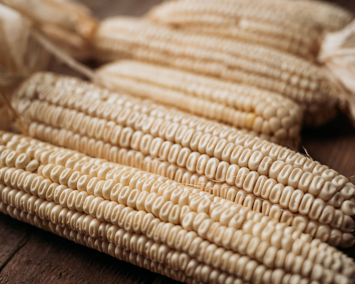 Boone County White Corn