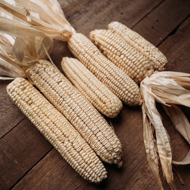 Boone County White Corn