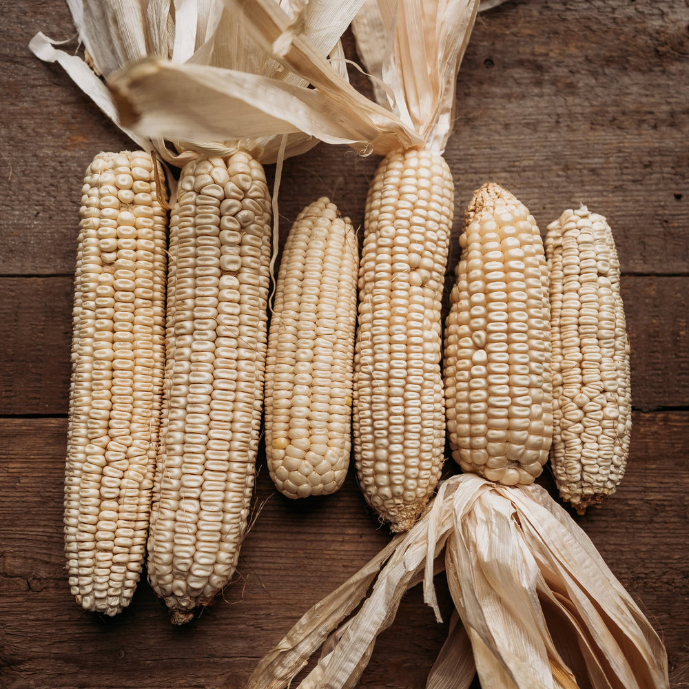 Boone County White Corn