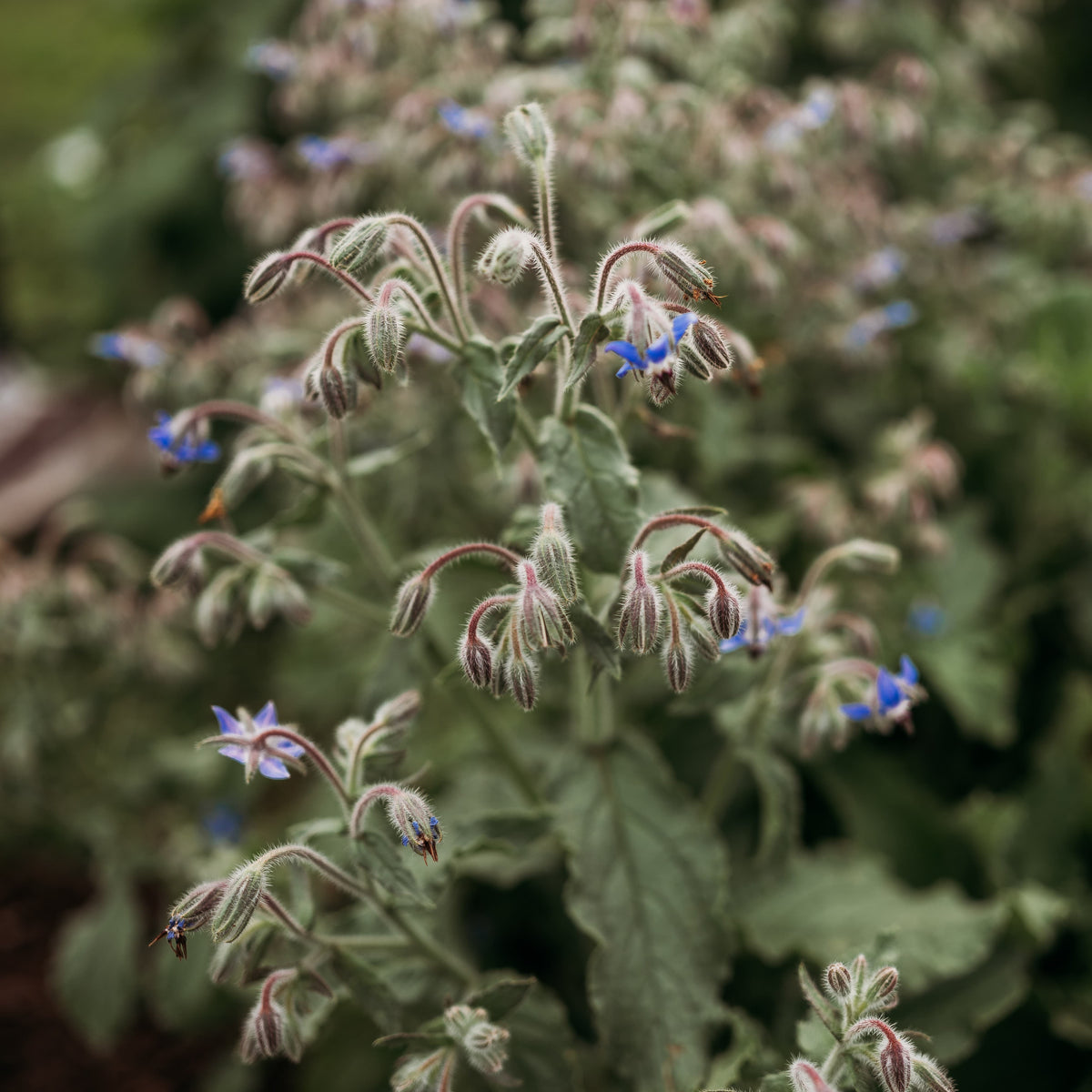 Borage