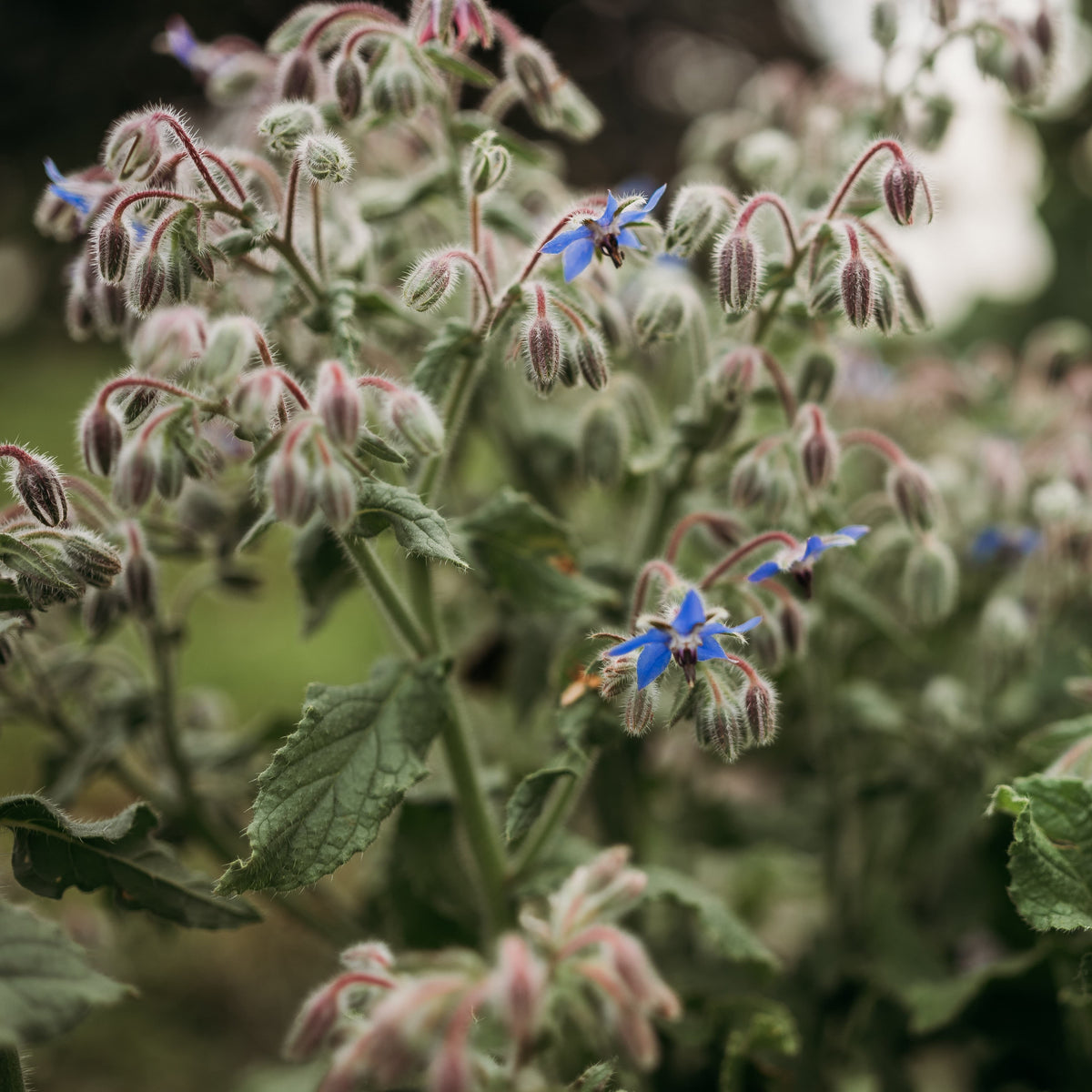 Borage