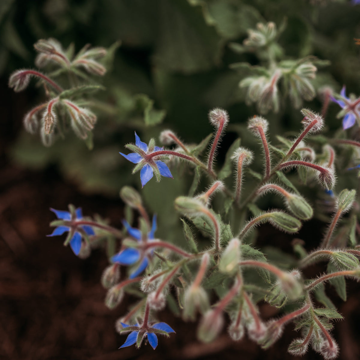 Borage