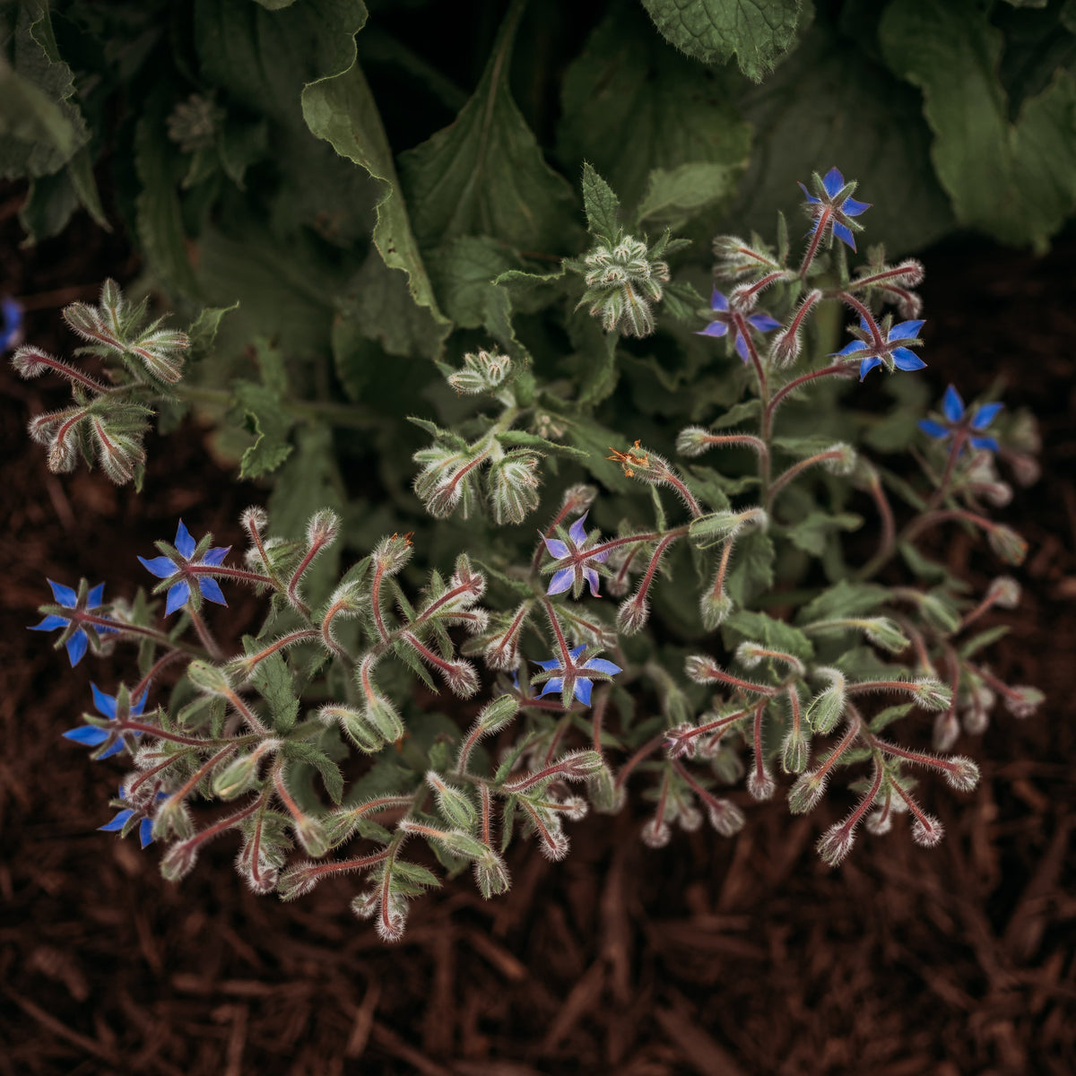 Borage