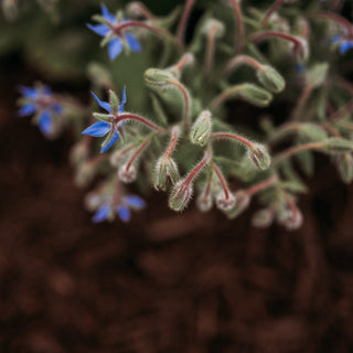 Borage