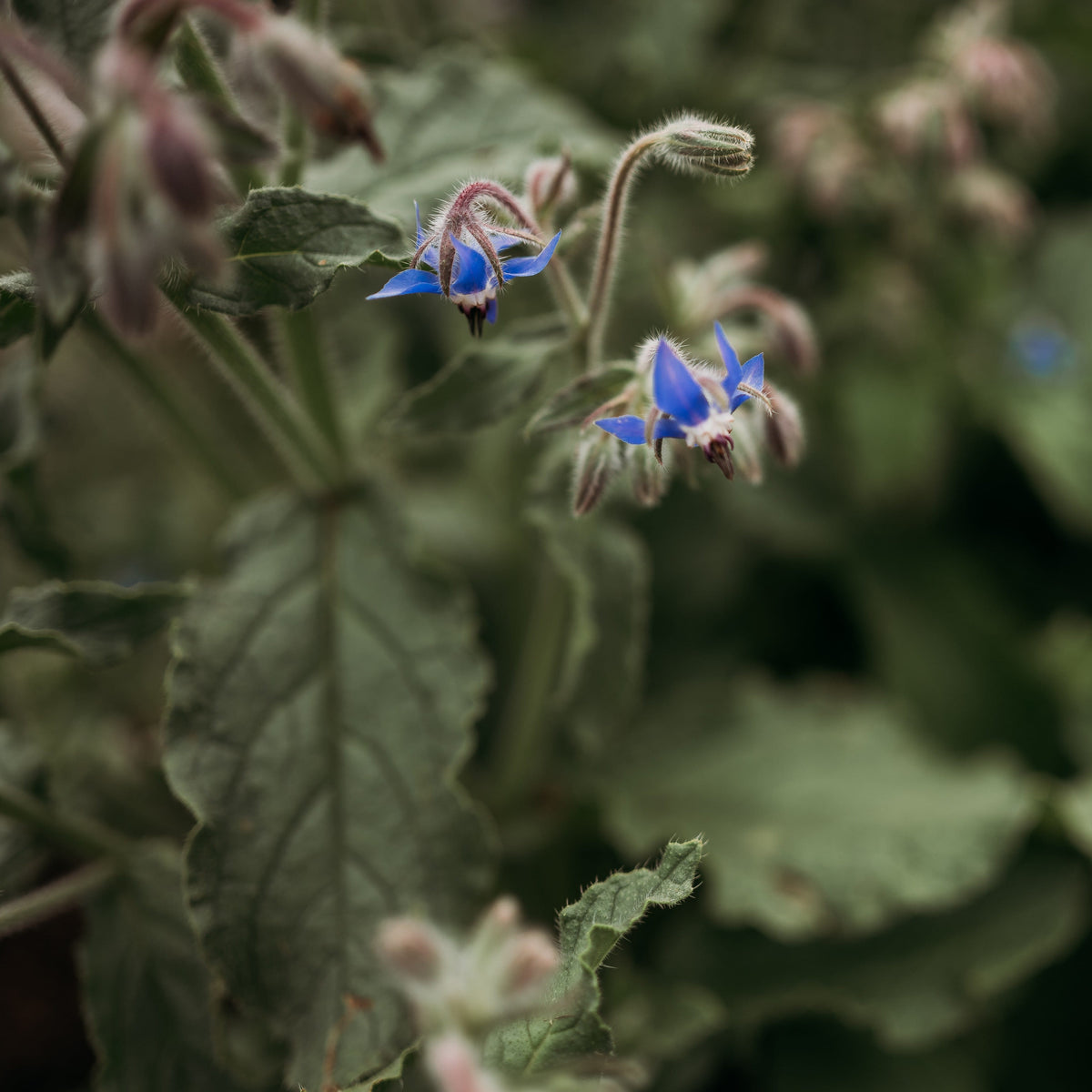 Borage