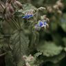 Borage