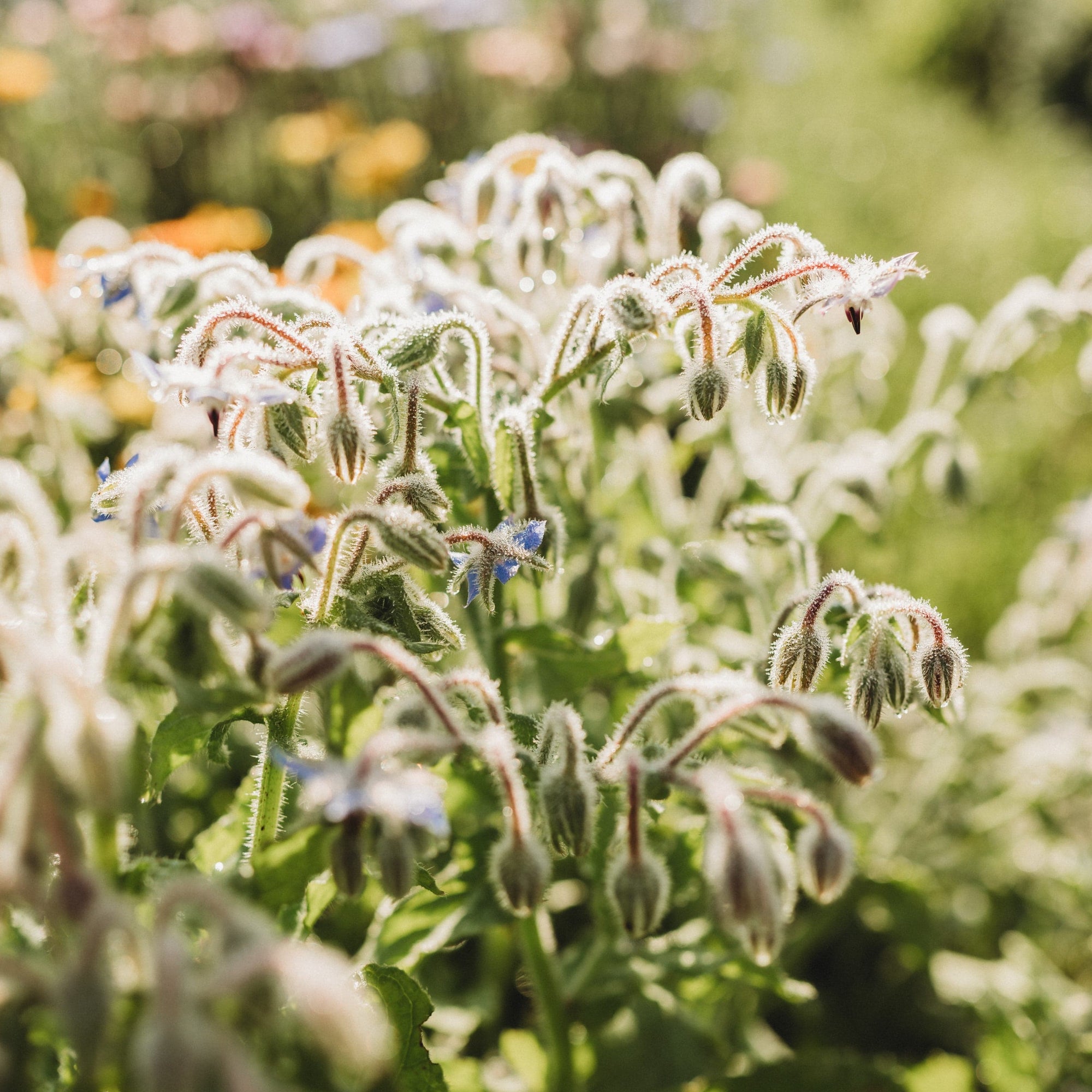 plant borage seeds Borage, Packet (100 Seeds)