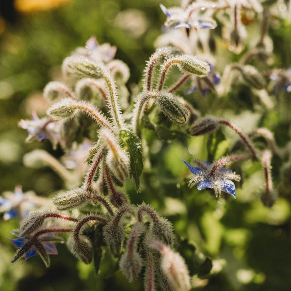 Borage, Packet (100 Seeds)