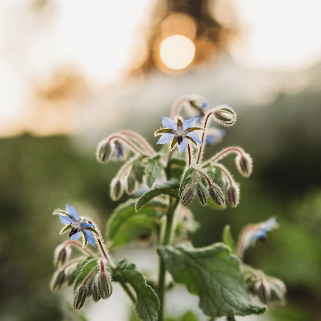 Borage