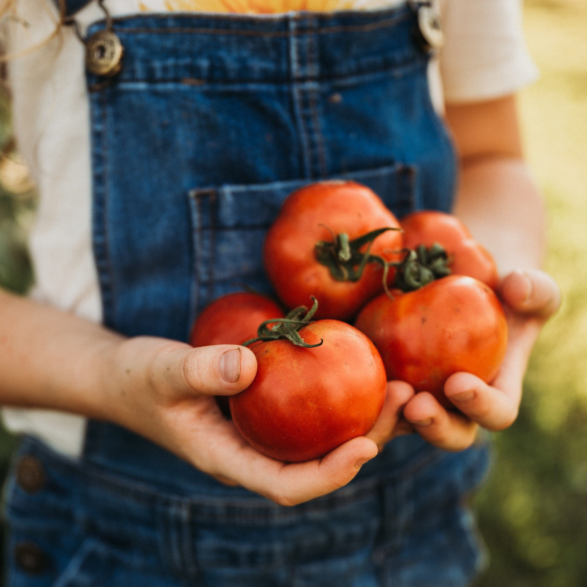 Box Car Willie Tomato