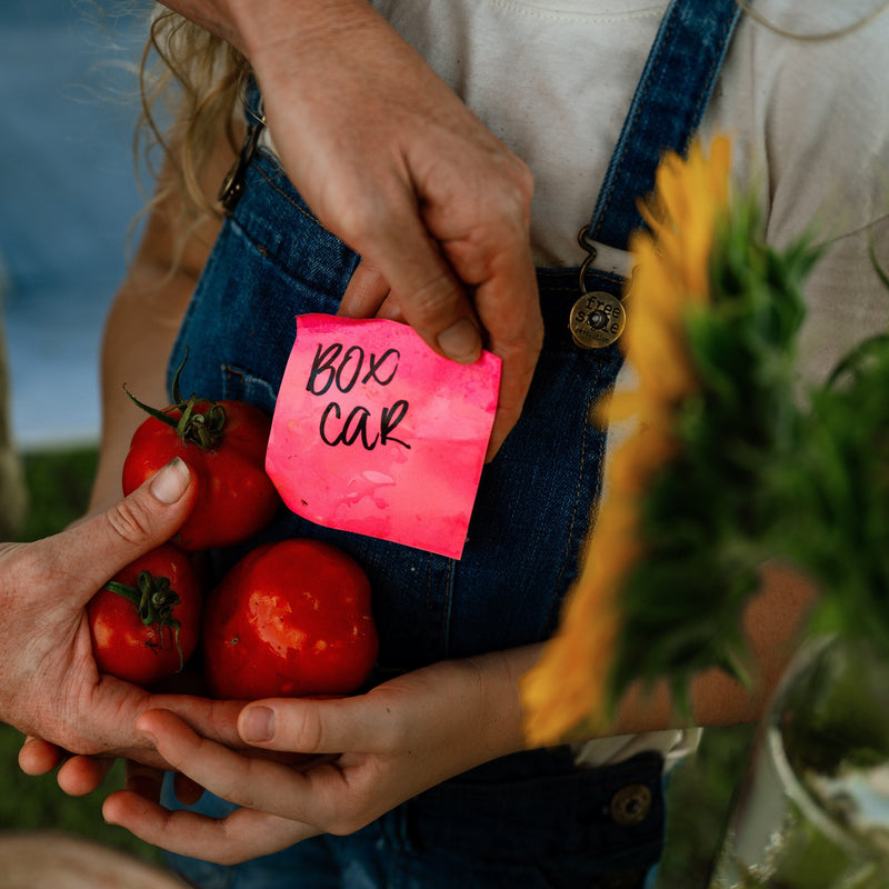 Box Car Willie Tomato