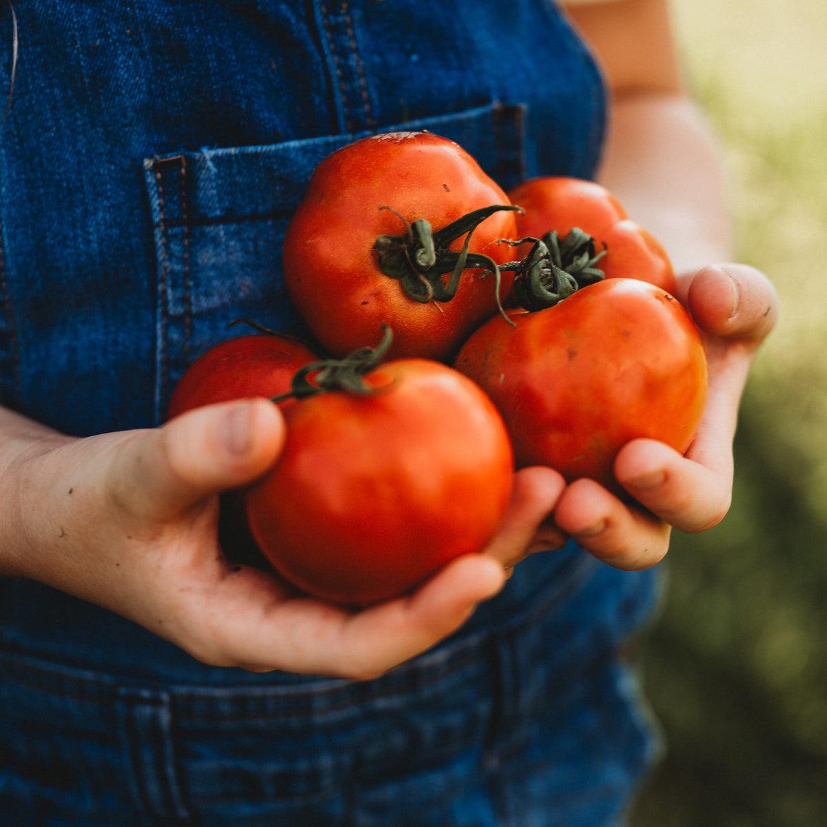Box Car Willie Tomato