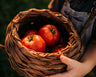 Box Car Willie Tomato