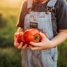 Box Car Willie Tomato