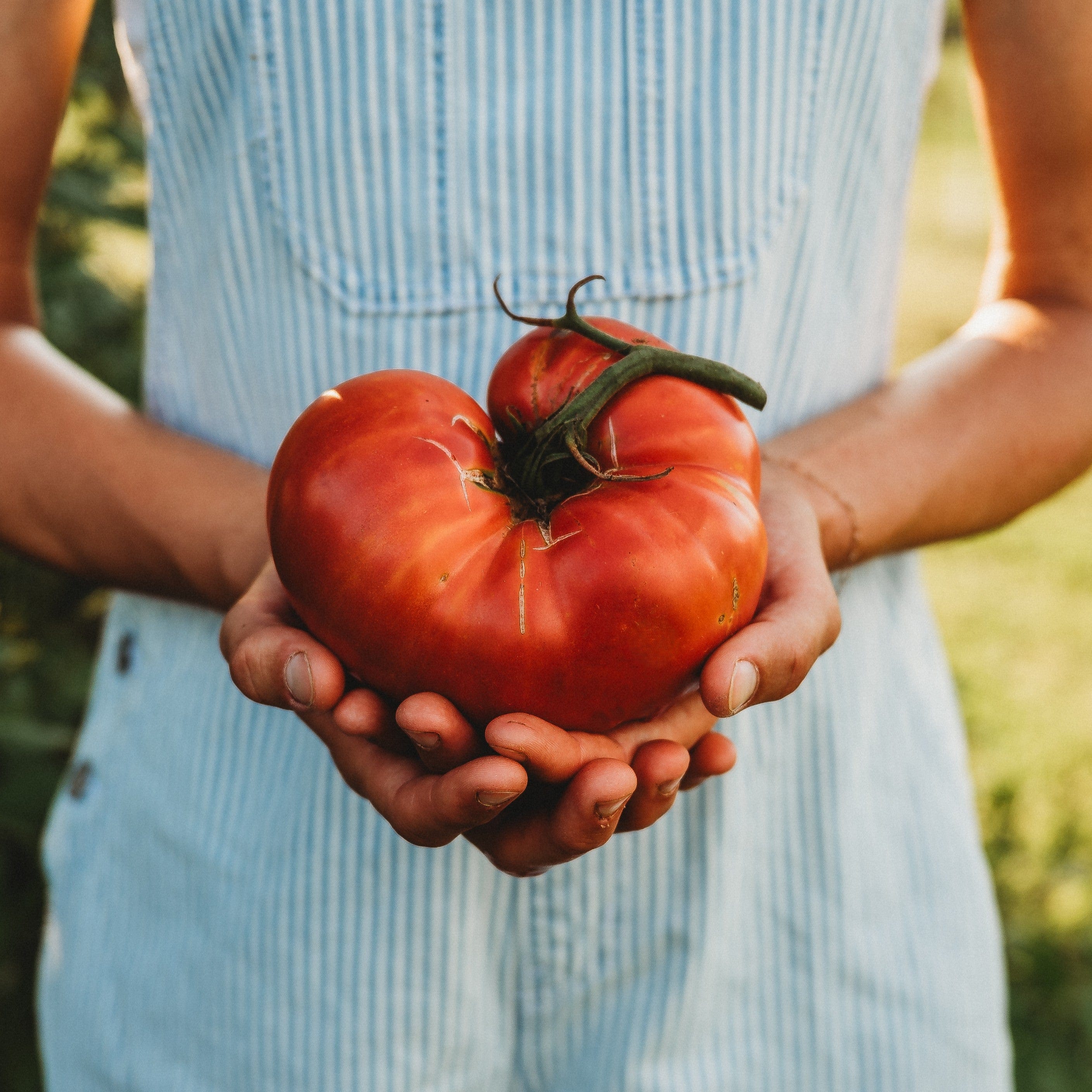 Brandywine Pink Tomato - Thresh Seed Co.