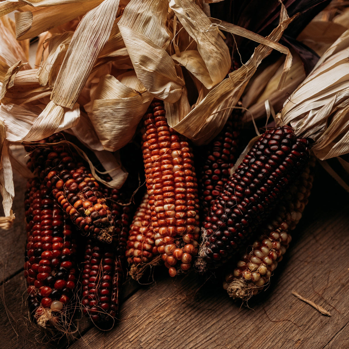 Branscomb's Brilliant Ornamental Corn