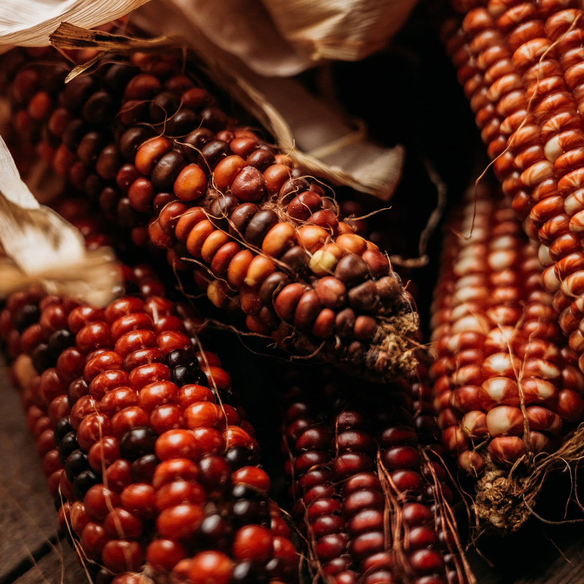 Branscomb's Brilliant Ornamental Corn