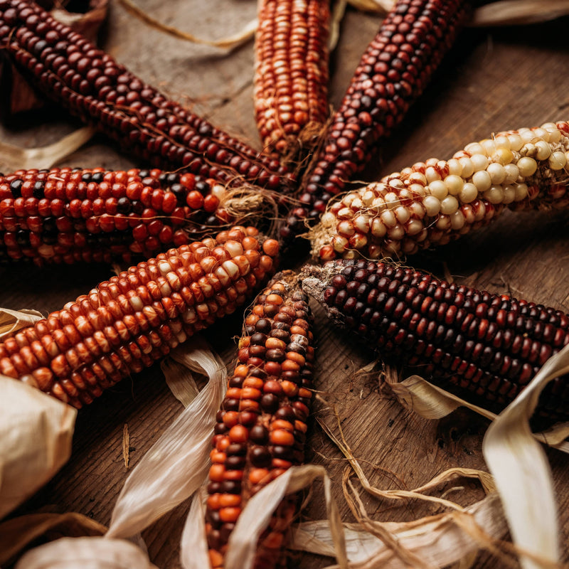 Branscomb's Brilliant Ornamental Corn