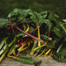 Bright Lights Swiss Chard