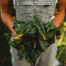 Bright Lights Swiss Chard