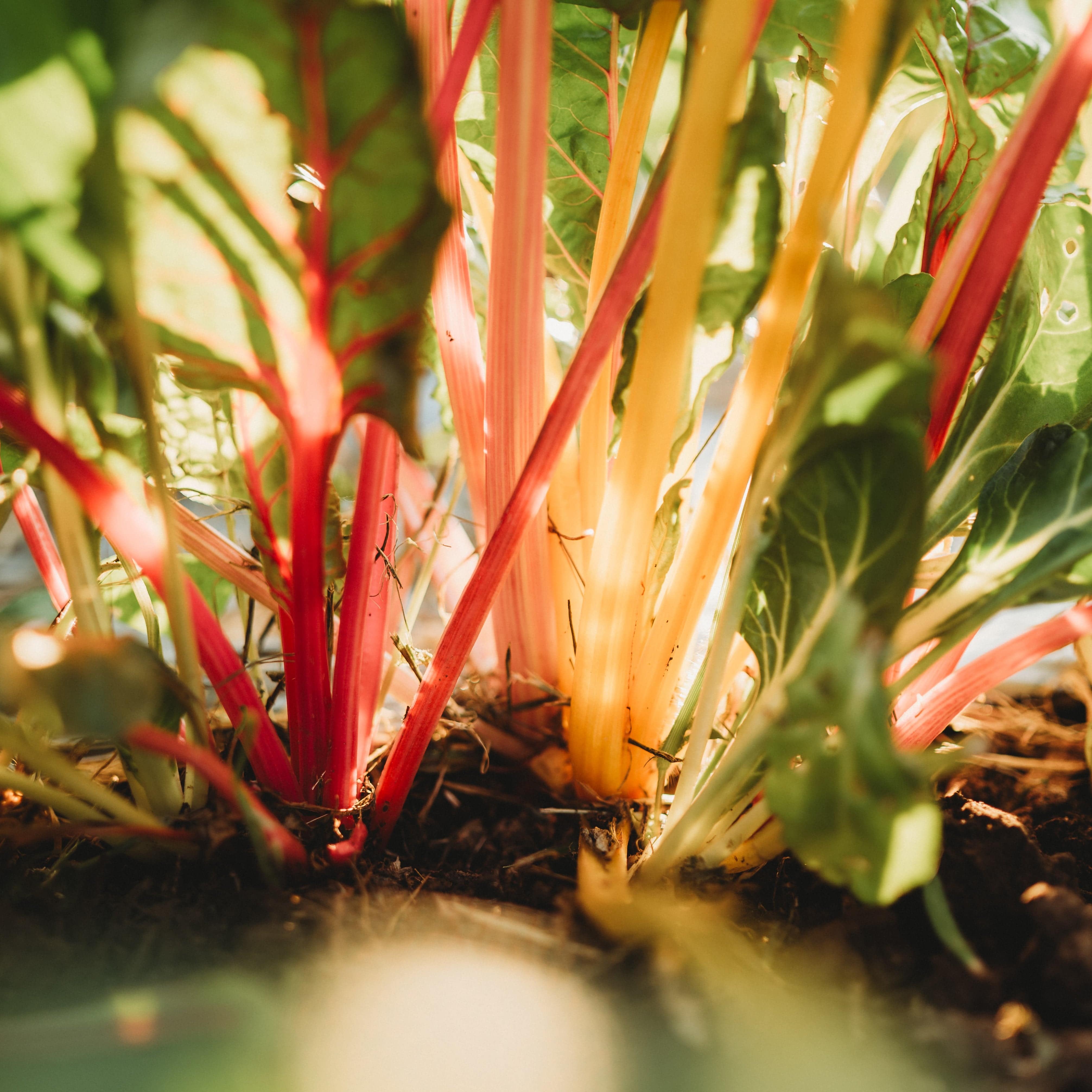 Bright Lights Swiss Chard Seeds