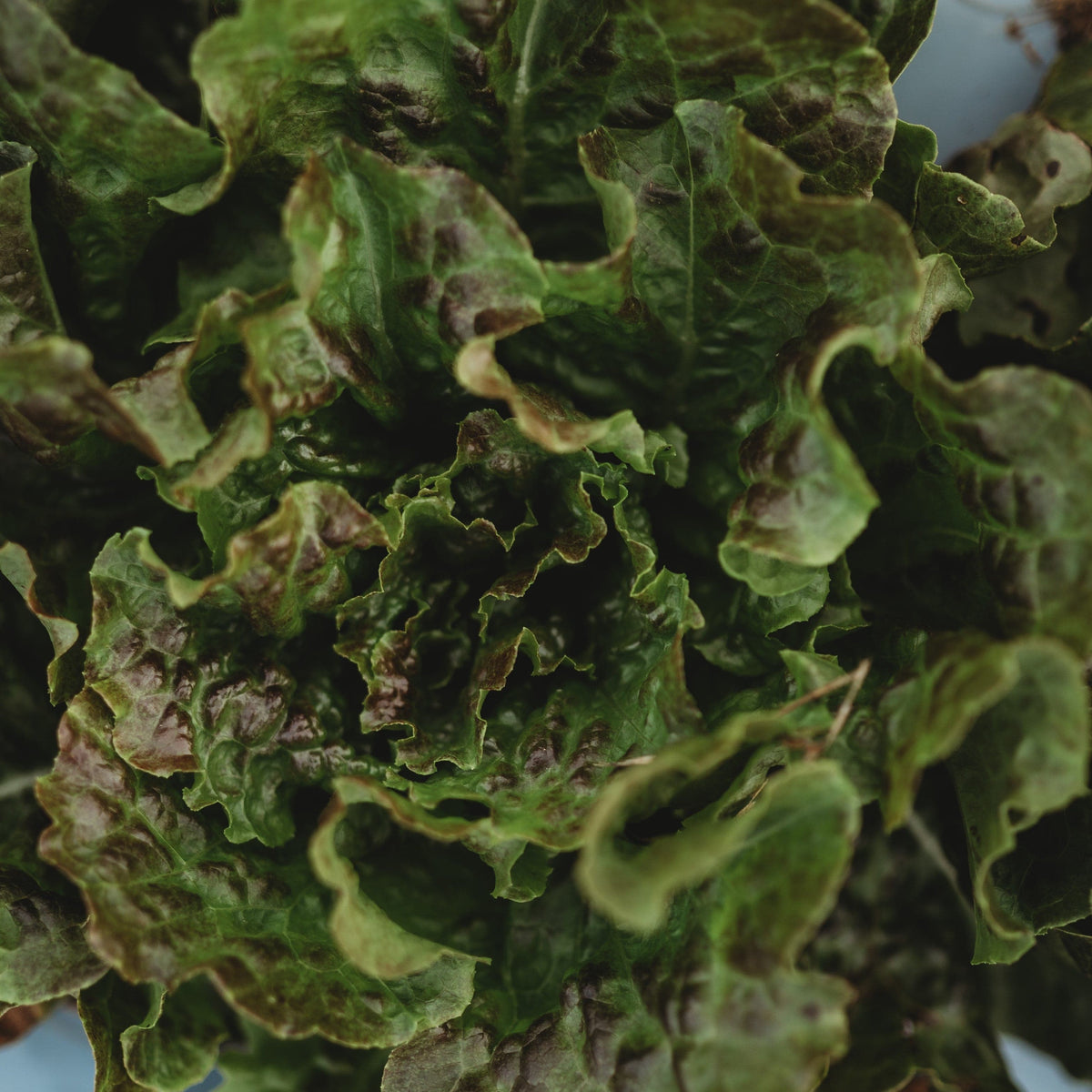 Bronze Mignonette Butterhead Lettuce