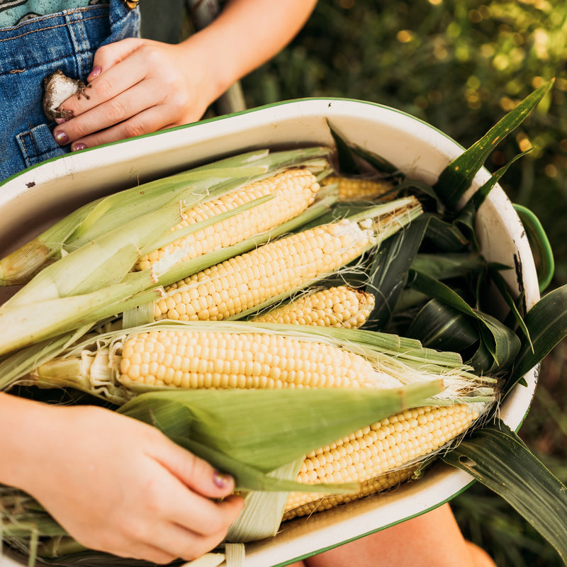 Buhl Sweet Corn