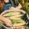 Buhl Sweet Corn