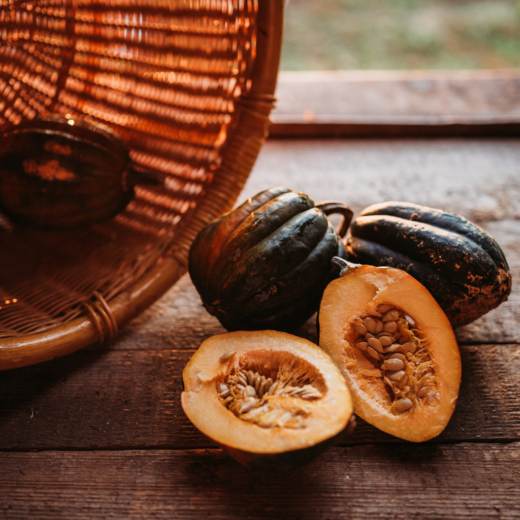 planting acorn squash from fresh seeds Bush Table Queen Acorn Squash