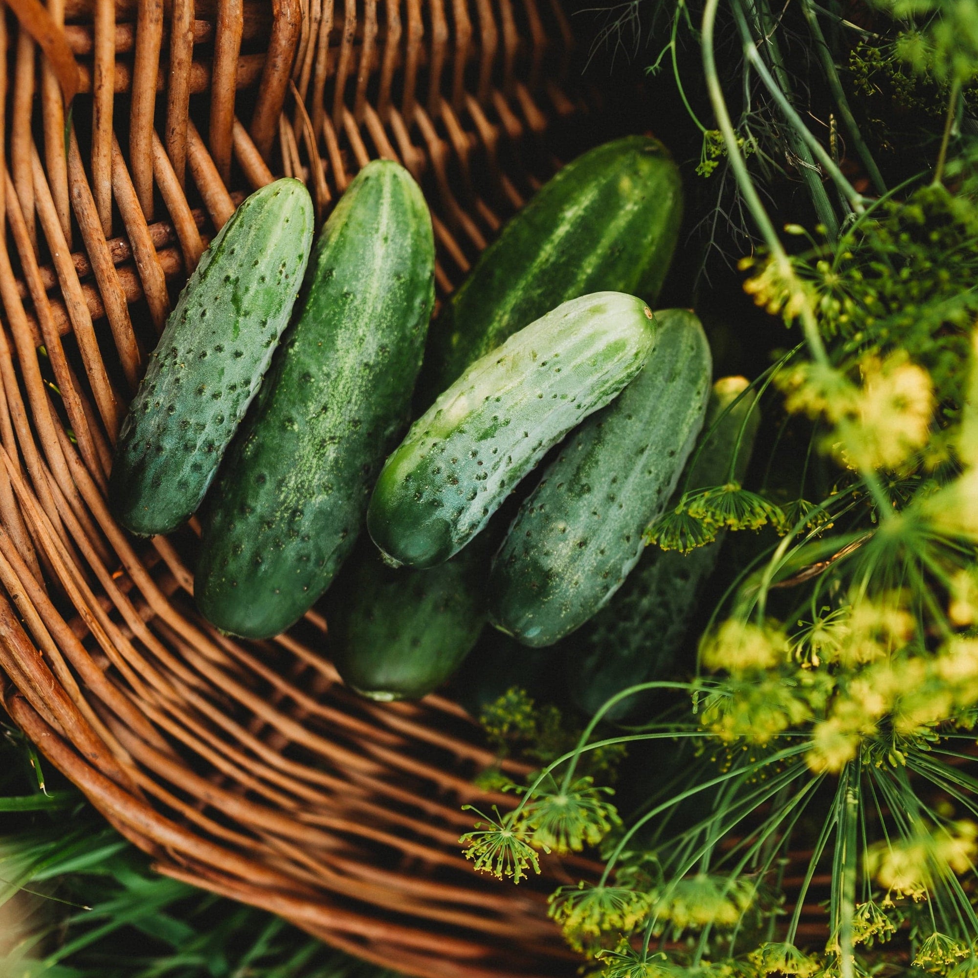 cucumber seeds or plants Bushy Cucumber, Packet (25 Seeds)
