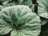 Butterbush Squash