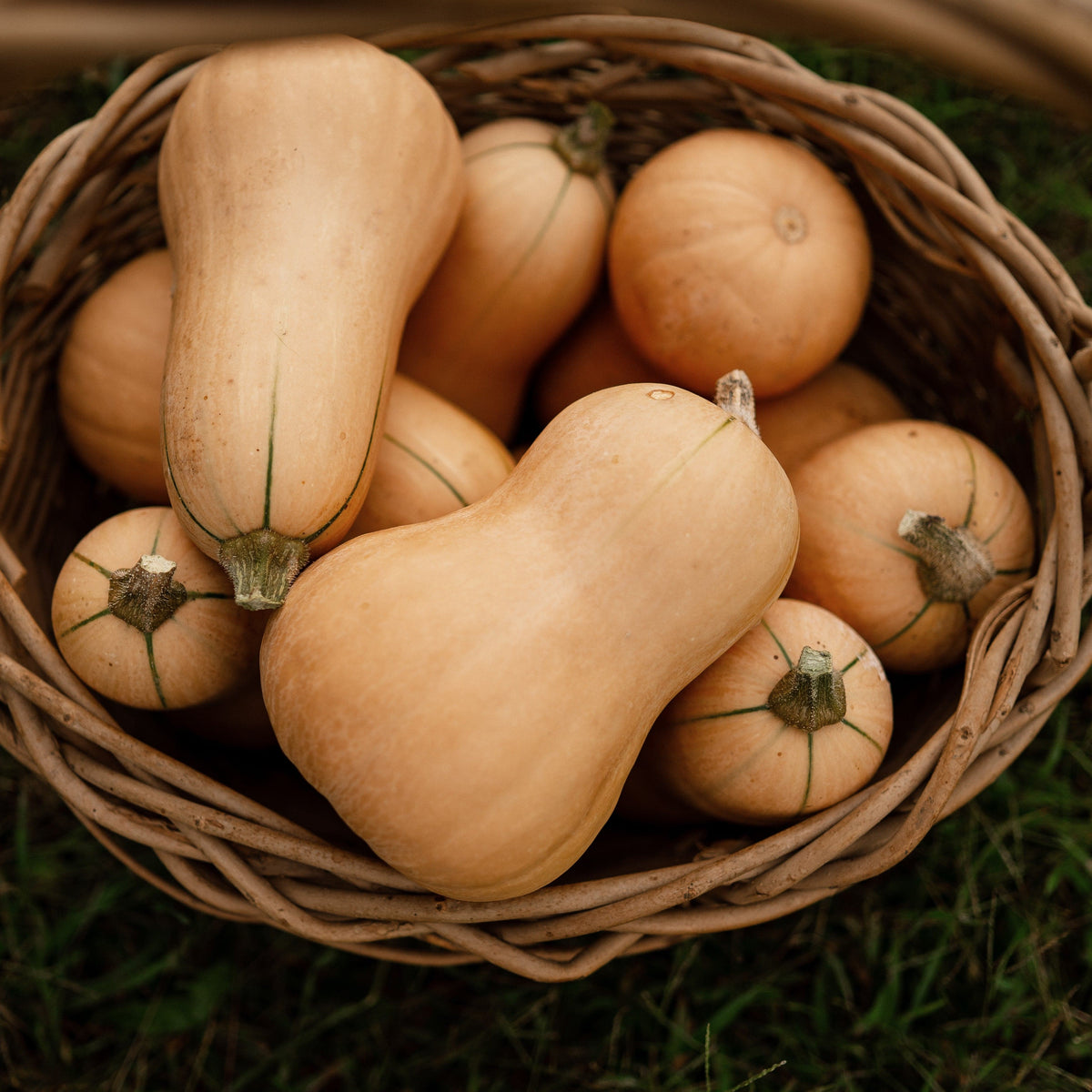 Butterbush Squash