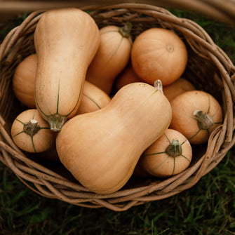 Butterbush Squash