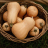 Butterbush Squash