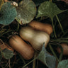 Butterbush Squash
